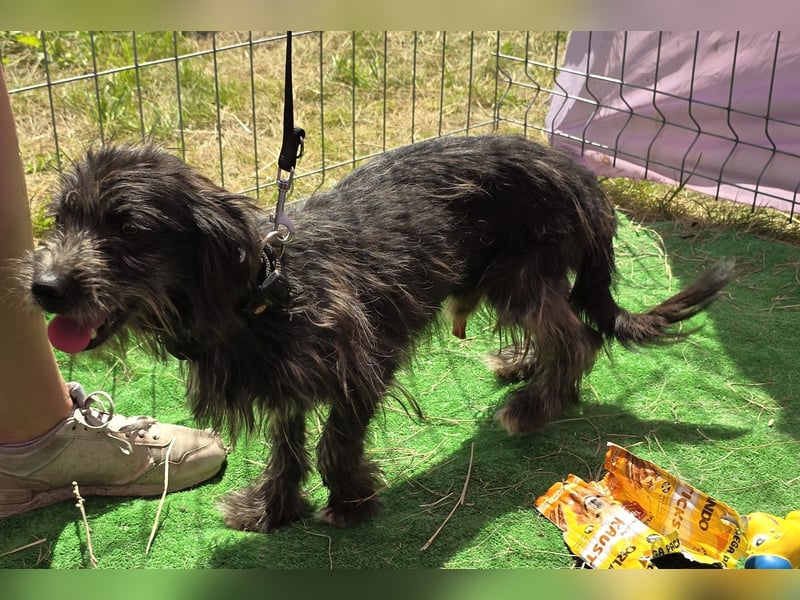 Zausel - verschmust und zugänglich