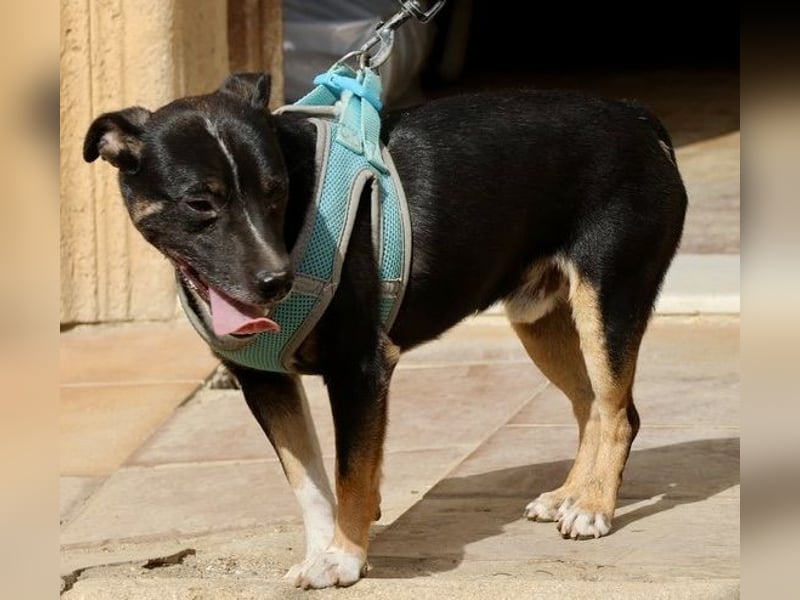 Toby - lässt sich gerne anfassen, zutraulich und aufmerksam