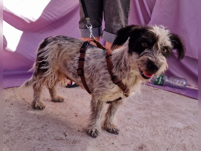 Whitney - neugierig und verschmust