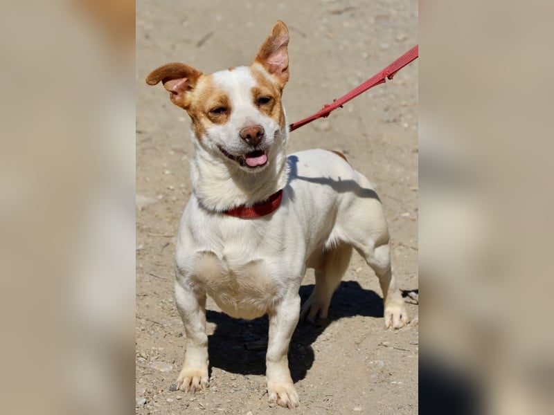 Kevin - verschmust, freundlich und aufgeweckt