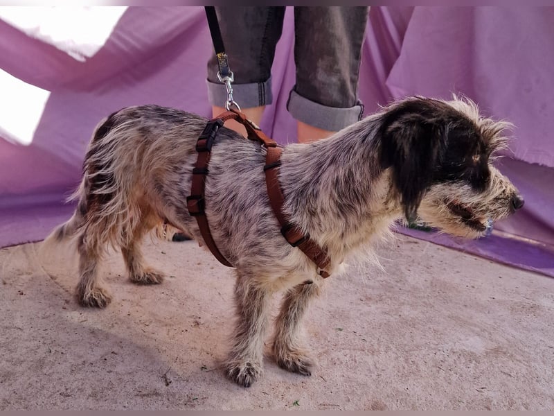 Whitney - neugierig und verschmust