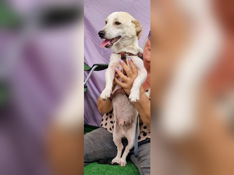 Buddy - zutraulich und aufgeschlossen