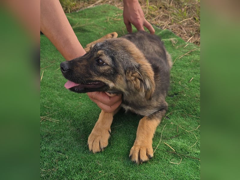 Nuri - jung und aufgeweckt