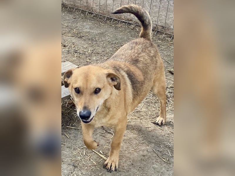 Mirko - zutraulich und verschmust, Kuschelbär