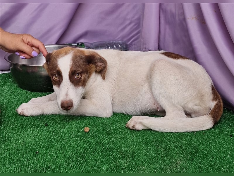 Kim - zurückhaltend und verträglich