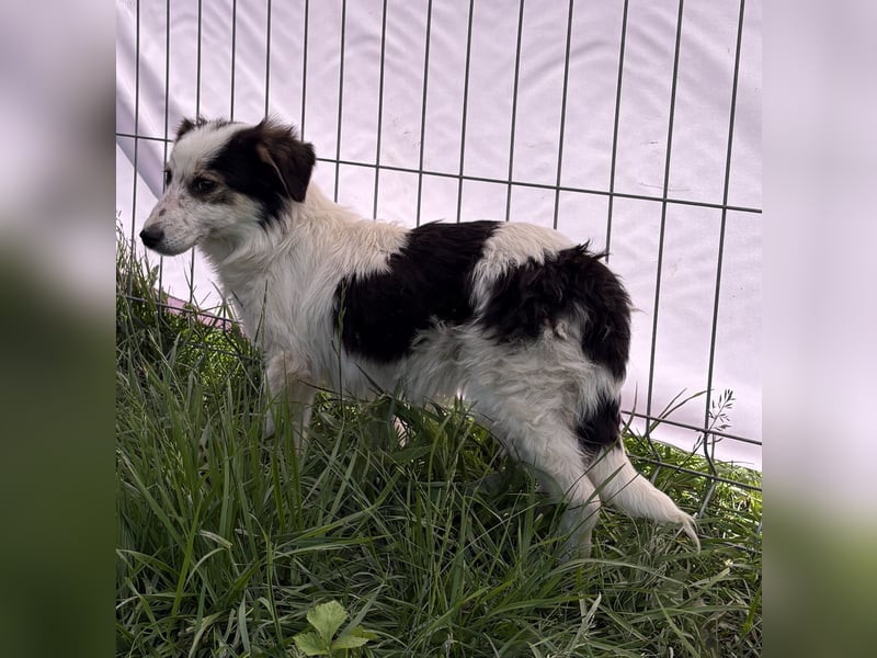 Elliot - jung und lernwillig