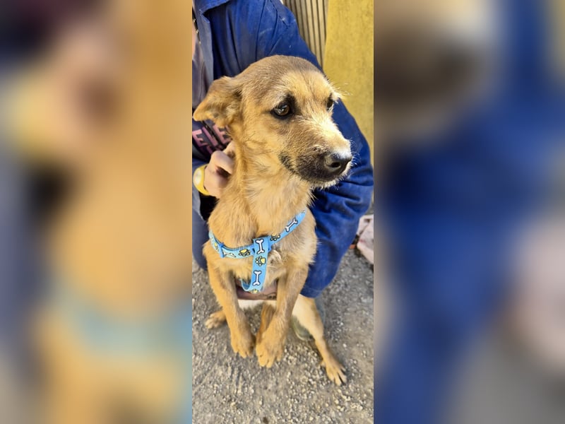 Diesel - lernwillig, freundlich und zutraulich