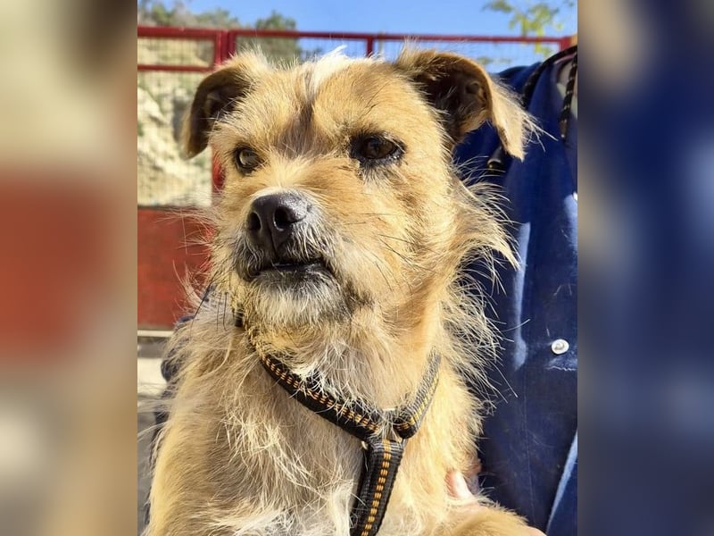 Alfie - verschmust, zutraulich und aufmerksam