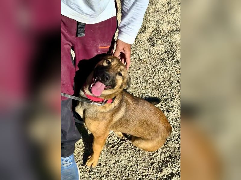 Mischa - zutraulich und neugierig
