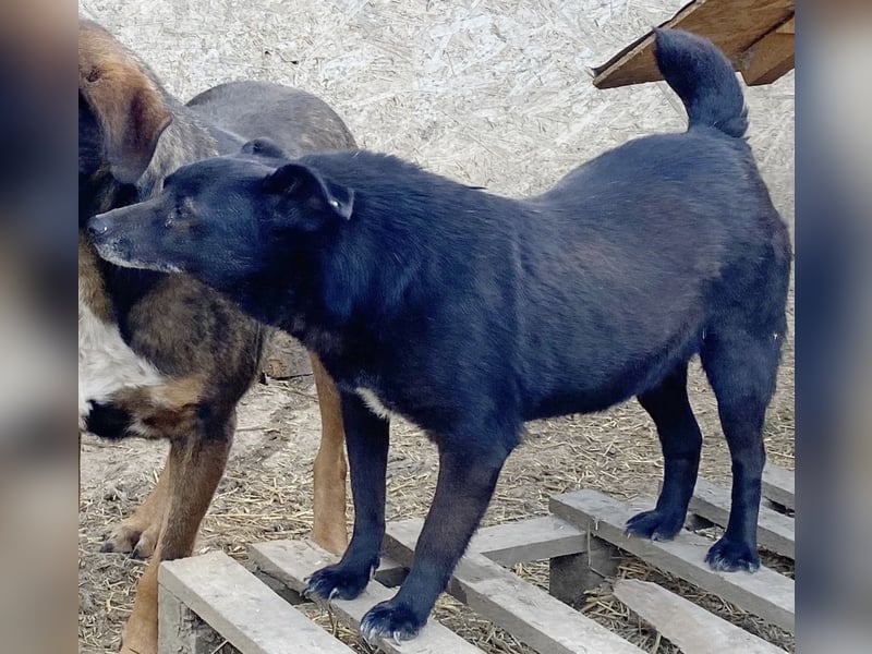 Silene - zurückhaltend und verträglich