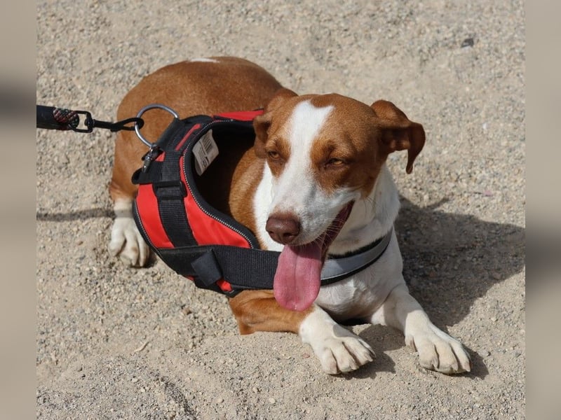Lola, freundlich, neugierig und lässt sich gerne anfassen