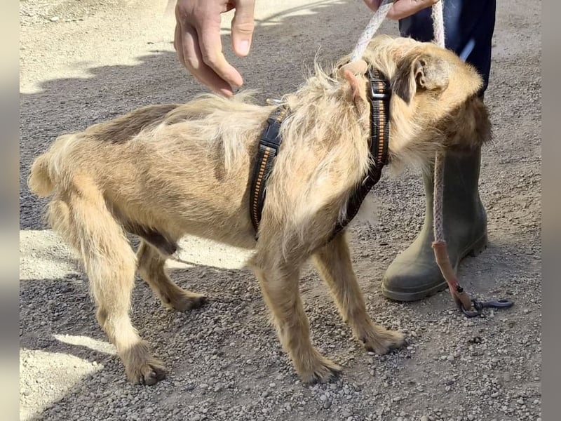 Alfie - verschmust, zutraulich und aufmerksam