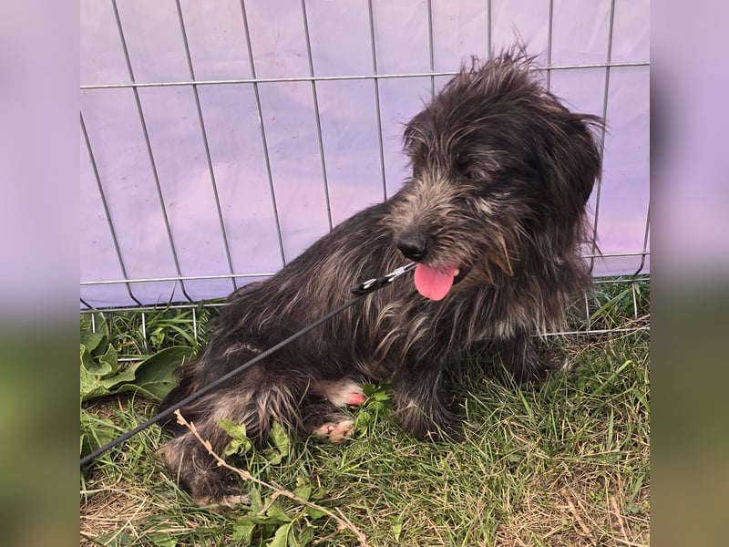 Zausel - verschmust und zugänglich