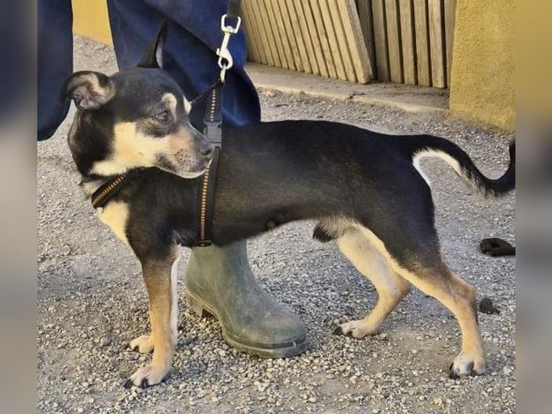 Donald - verschmust, offen und lernwillig