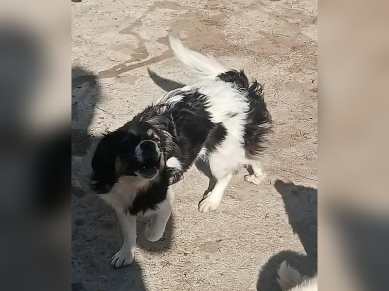 Babsi - freundlich und lernwillig