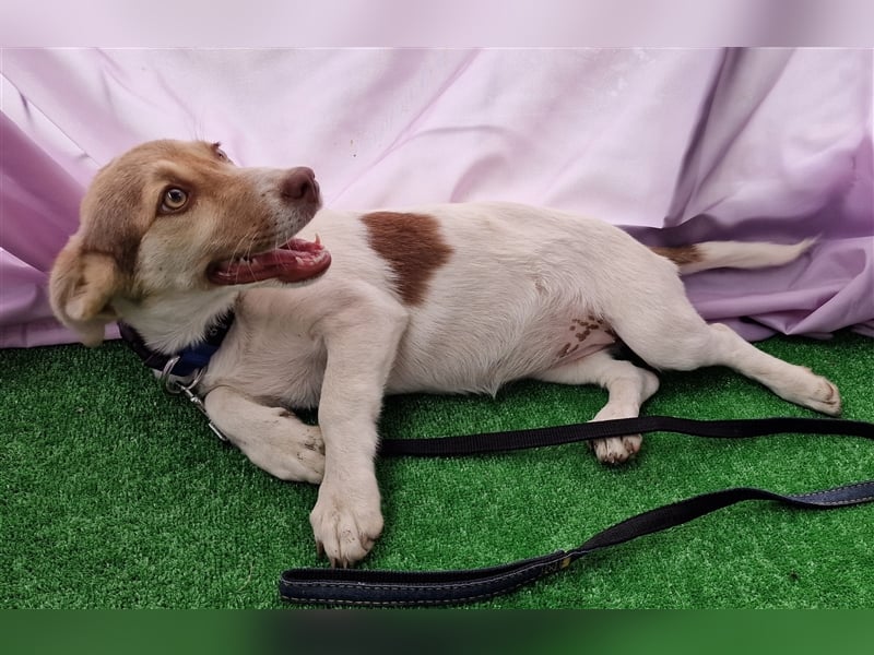 Katy - vorsichtig und verschmust