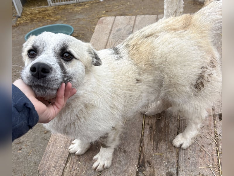 Jubata - freundlich und verschmust