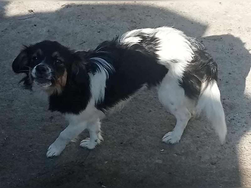 Babsi - freundlich und lernwillig