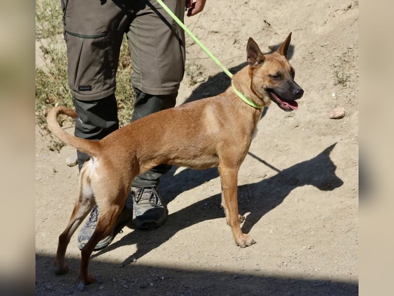 Sara - aufmerksam, verschmust und neugierig