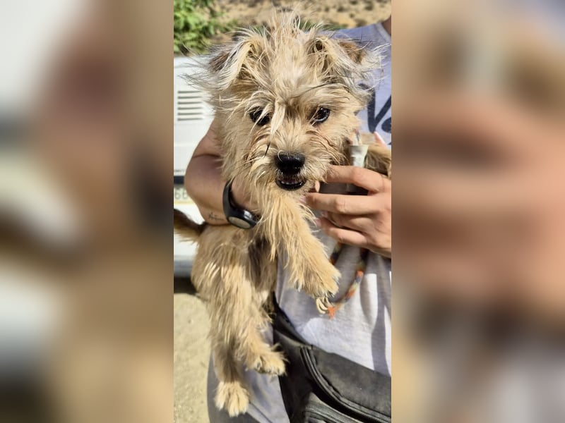 Lupita, neugierig. verspielt, offen, freundlich