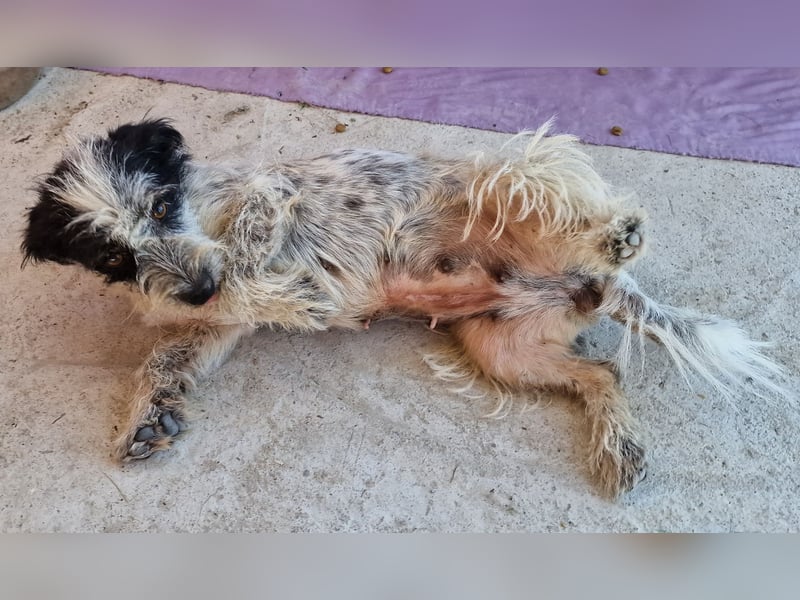 Whitney - neugierig und verschmust