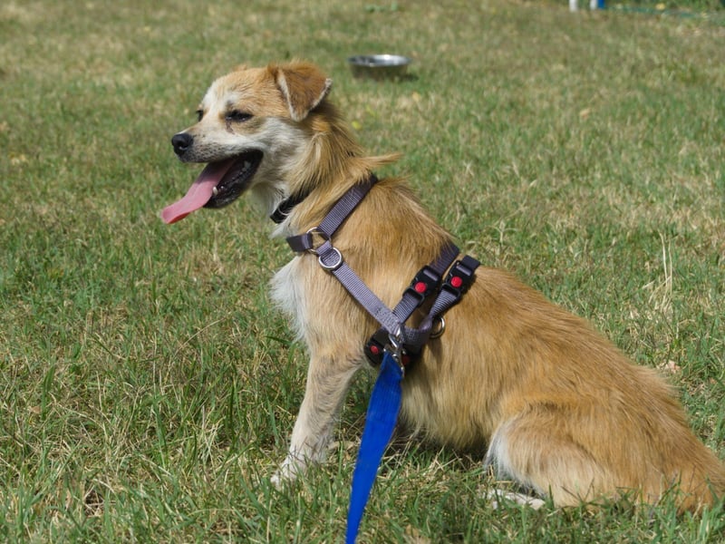 Lotte - gut verträglich - BEREITS IN DEUTSCHLAND