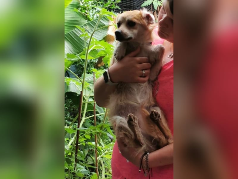 Lotte - gut verträglich - BEREITS IN DEUTSCHLAND
