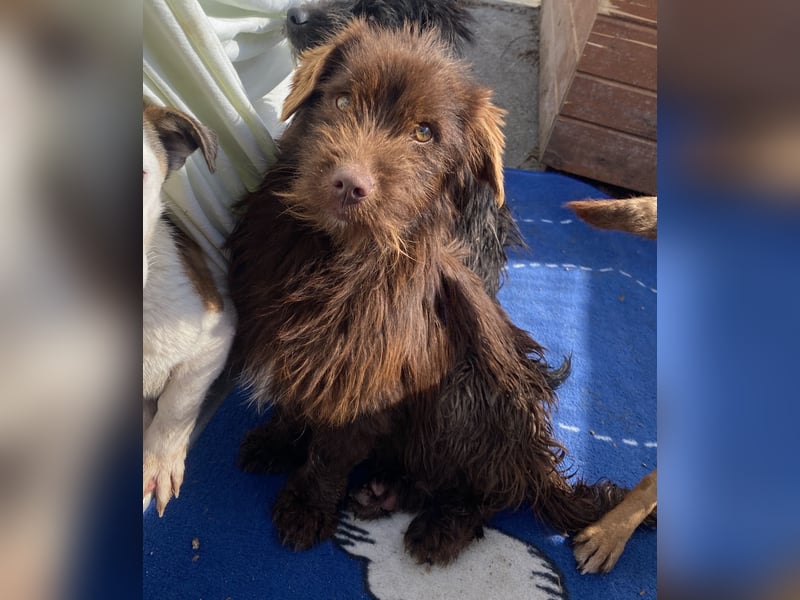 Sam - freundlich und verträglich