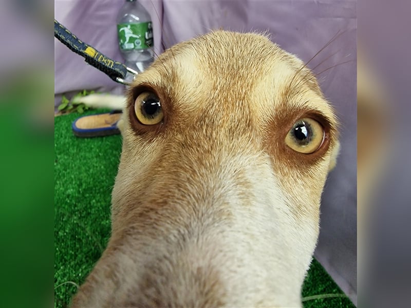 Katy - vorsichtig und verschmust