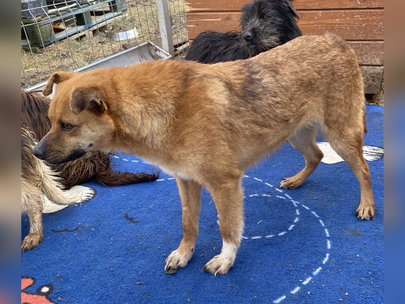 Magnus - zutraulich und menschenbezogen