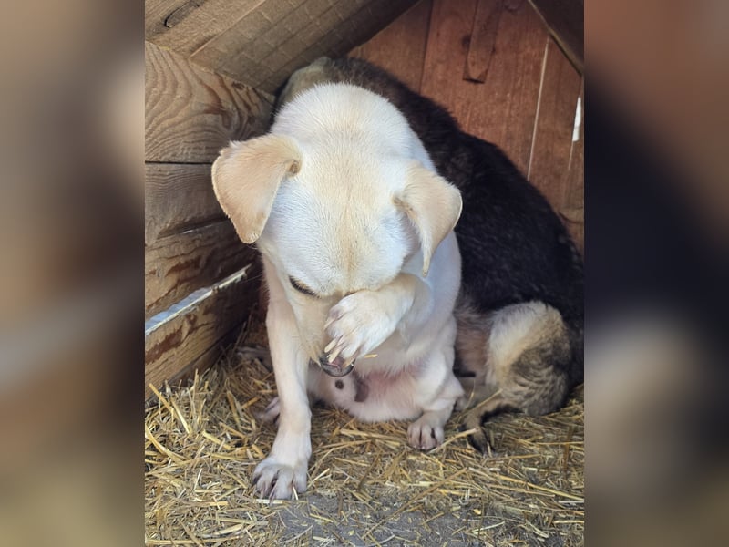 Robin - freundlich und lernwillig