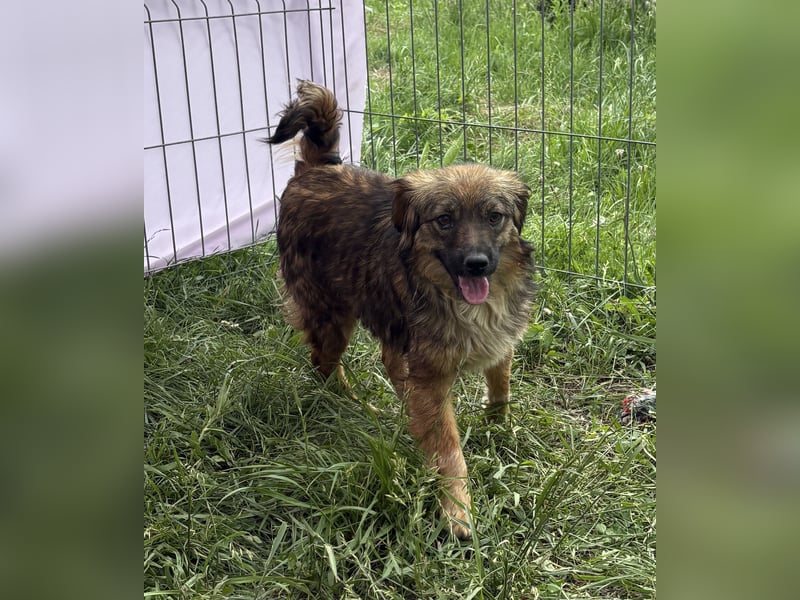 Enya - neugierig und aufmerksam