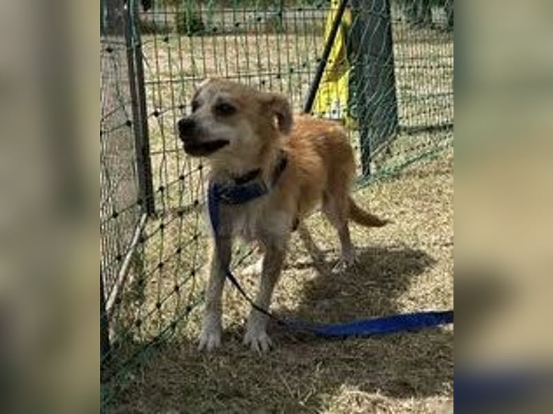 Lotte - gut verträglich - BEREITS IN DEUTSCHLAND