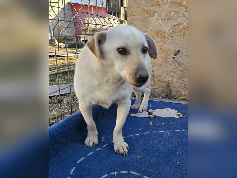 Robin - freundlich und lernwillig