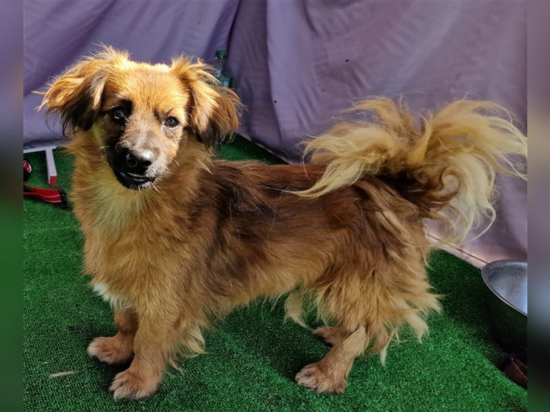 Nemo - schlau und aufmerksam