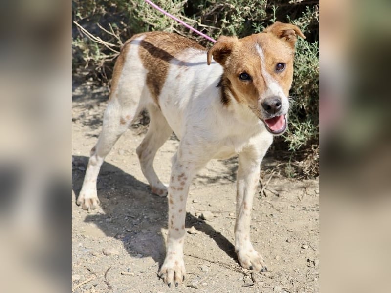 Esteban, gut sozialisiert, aufgeschlossen, neugierig