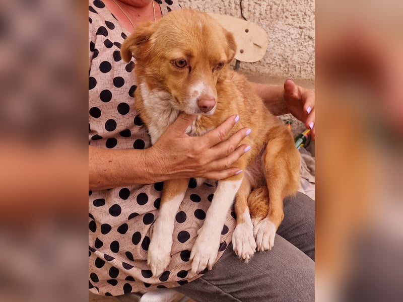 Ovana - freundlich und vorsichtig