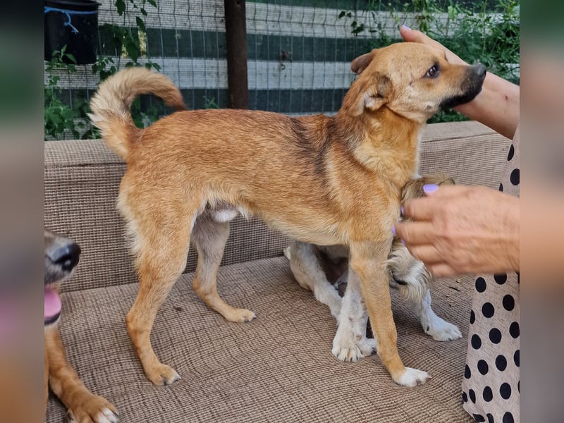 Magnus - zutraulich und menschenbezogen