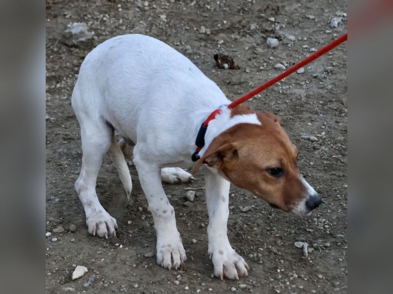 Atlas - neugierig, aufmerksam und verschmust