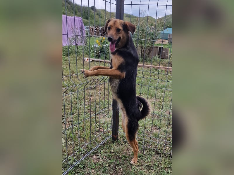 Juniper - agil und verschmust