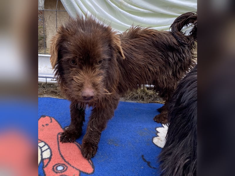 Sam - freundlich und verträglich