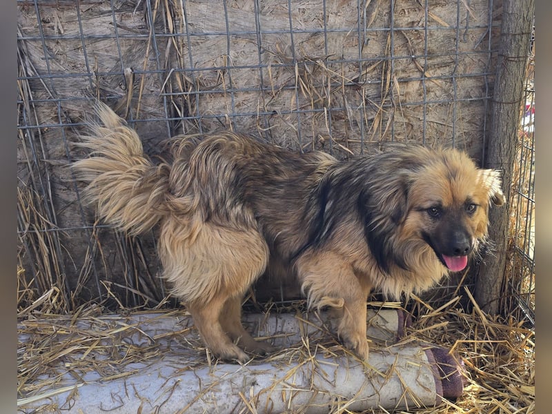 Carlo - verschmust und freundlich