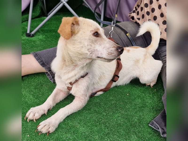 Buddy - zutraulich und aufgeschlossen