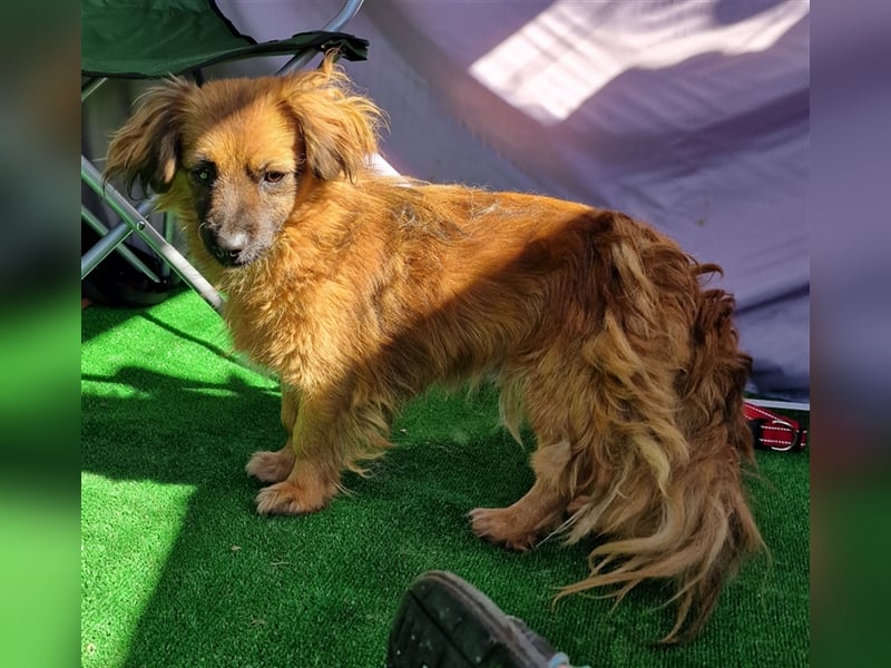 Nemo - schlau und aufmerksam