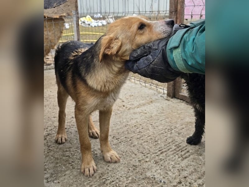 Mischa - freundlich und neugierig