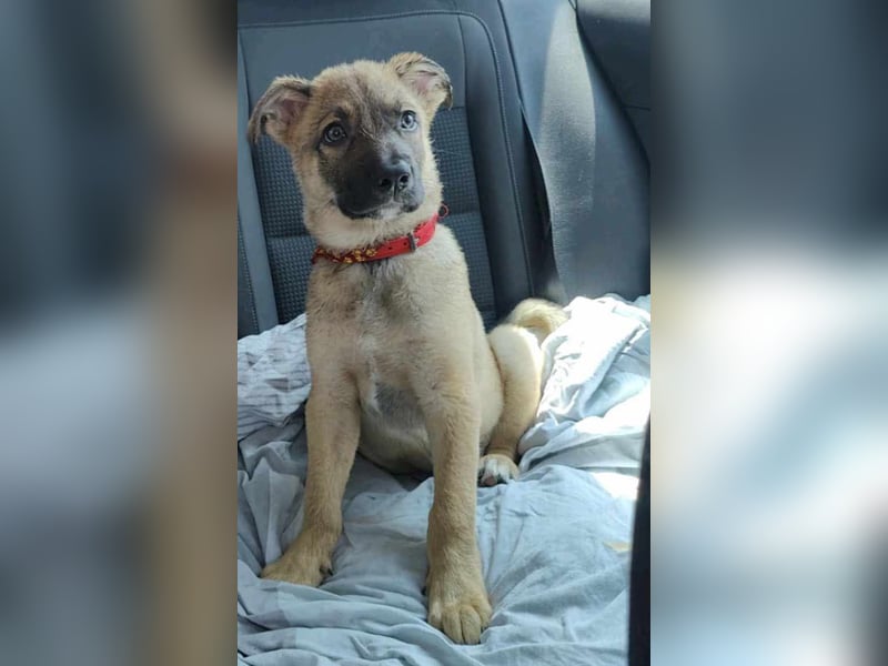 Zino - menschenbezogen und neugierig