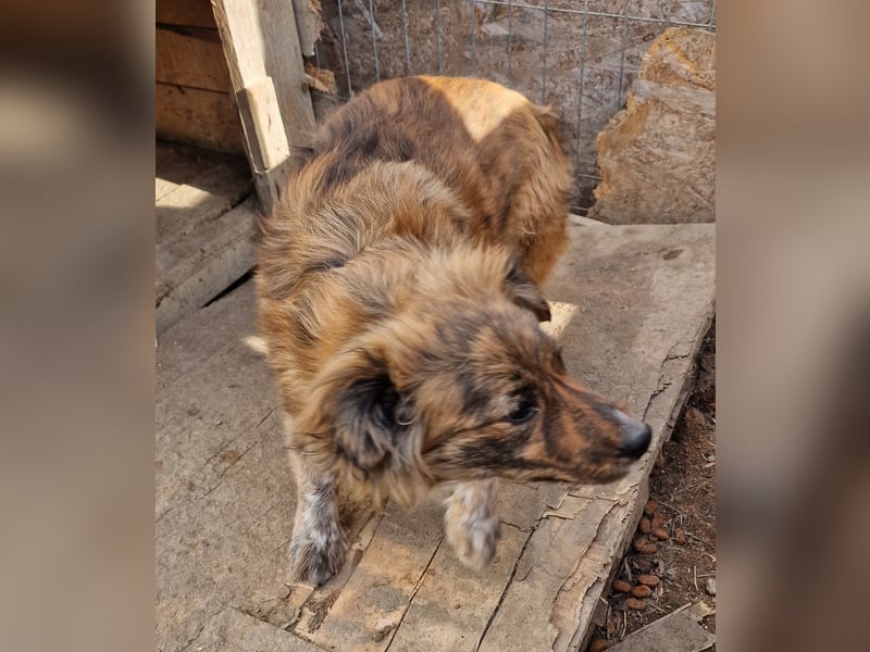 Peanut - aufgeschlossen und freundlich