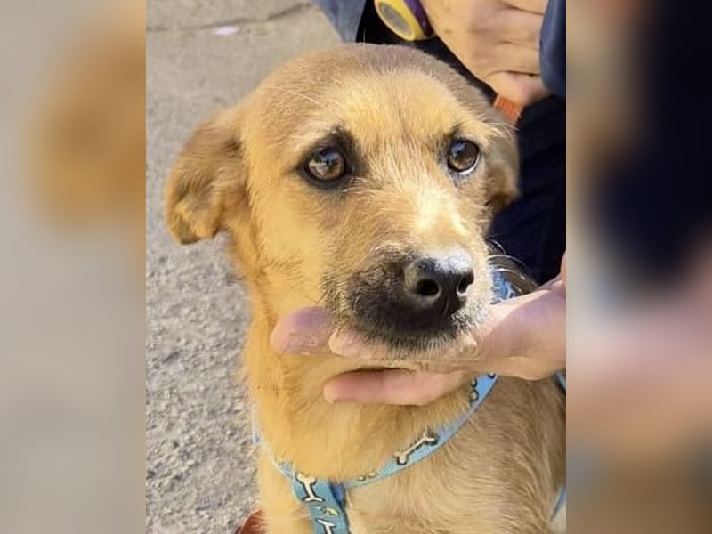 Diesel - lernwillig, freundlich und zutraulich