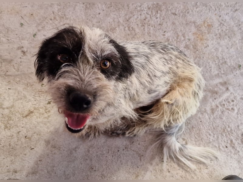 Whitney - neugierig und verschmust