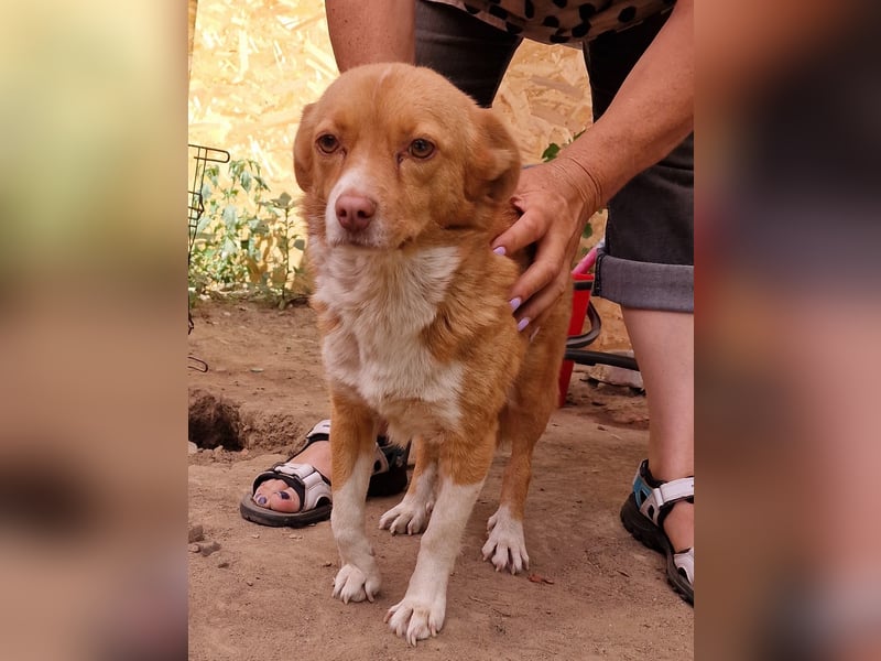 Ovana - freundlich und vorsichtig